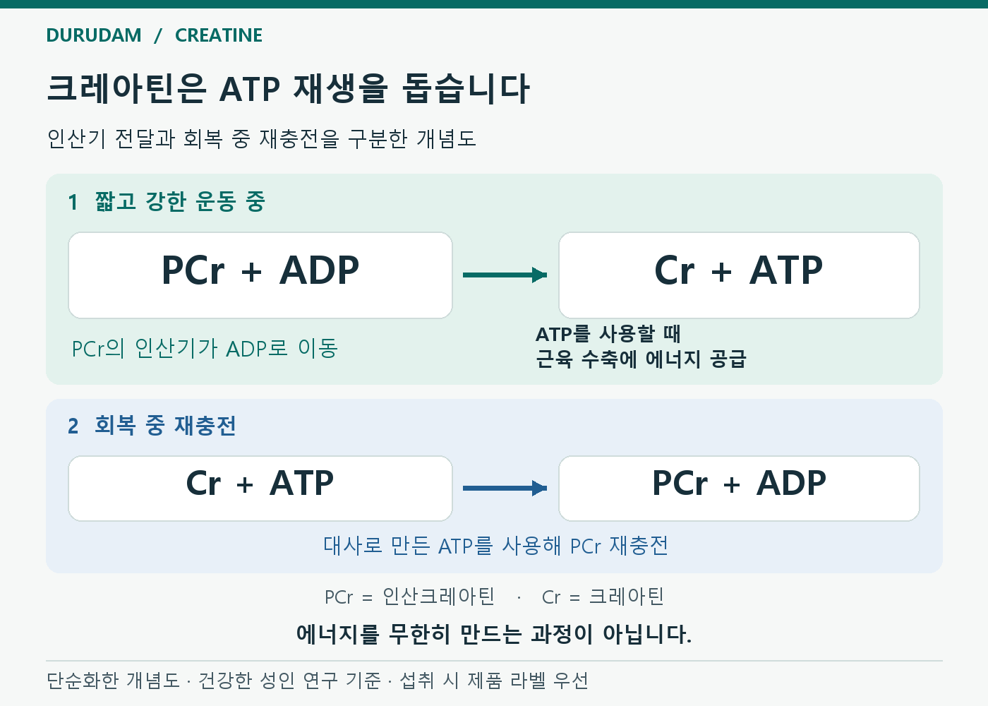 운동 중 인산크레아틴 PCr의 인산기가 ADP에 전달되어 크레아틴과 ATP가 되고, ATP 사용이 근육 수축에 에너지를 공급하는 과정. 회복 중에는 대사로 만든 ATP가 PCr 재충전에 쓰이는 별도 방향을 보여주는 개념도.